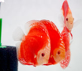 Red Panda Discus Fish 4”-4.5" High Quality Discus